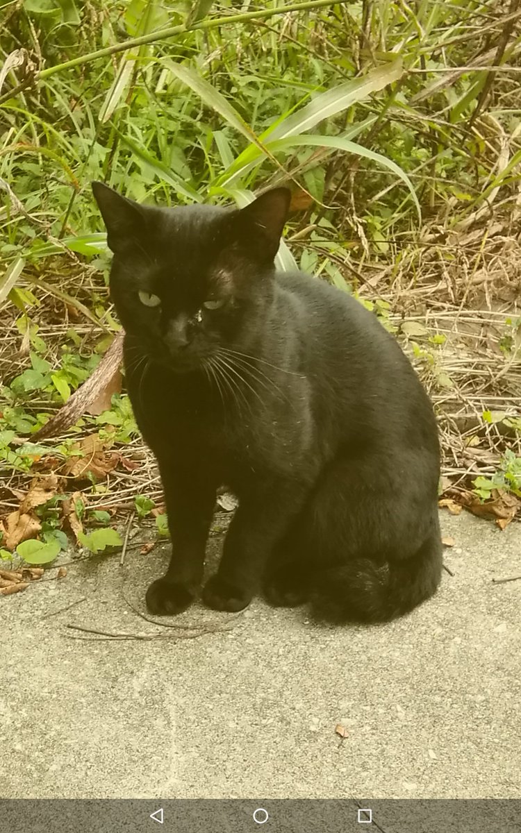 <a href="/chib9nek0/">ちばねこ(千葉大学地域猫の会)</a>