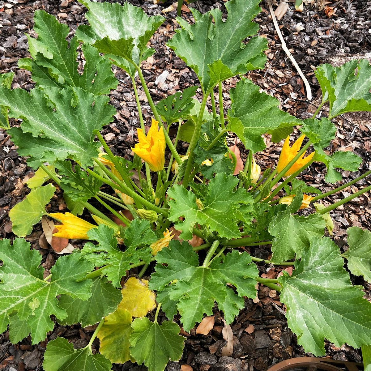 bathtubfarmer's tweet photo. Don't have much space? Plant where you can. #handydad decided to plant zucchini in the front decorative garden. Seems to like it. https://t.co/v9TyE57CSZ