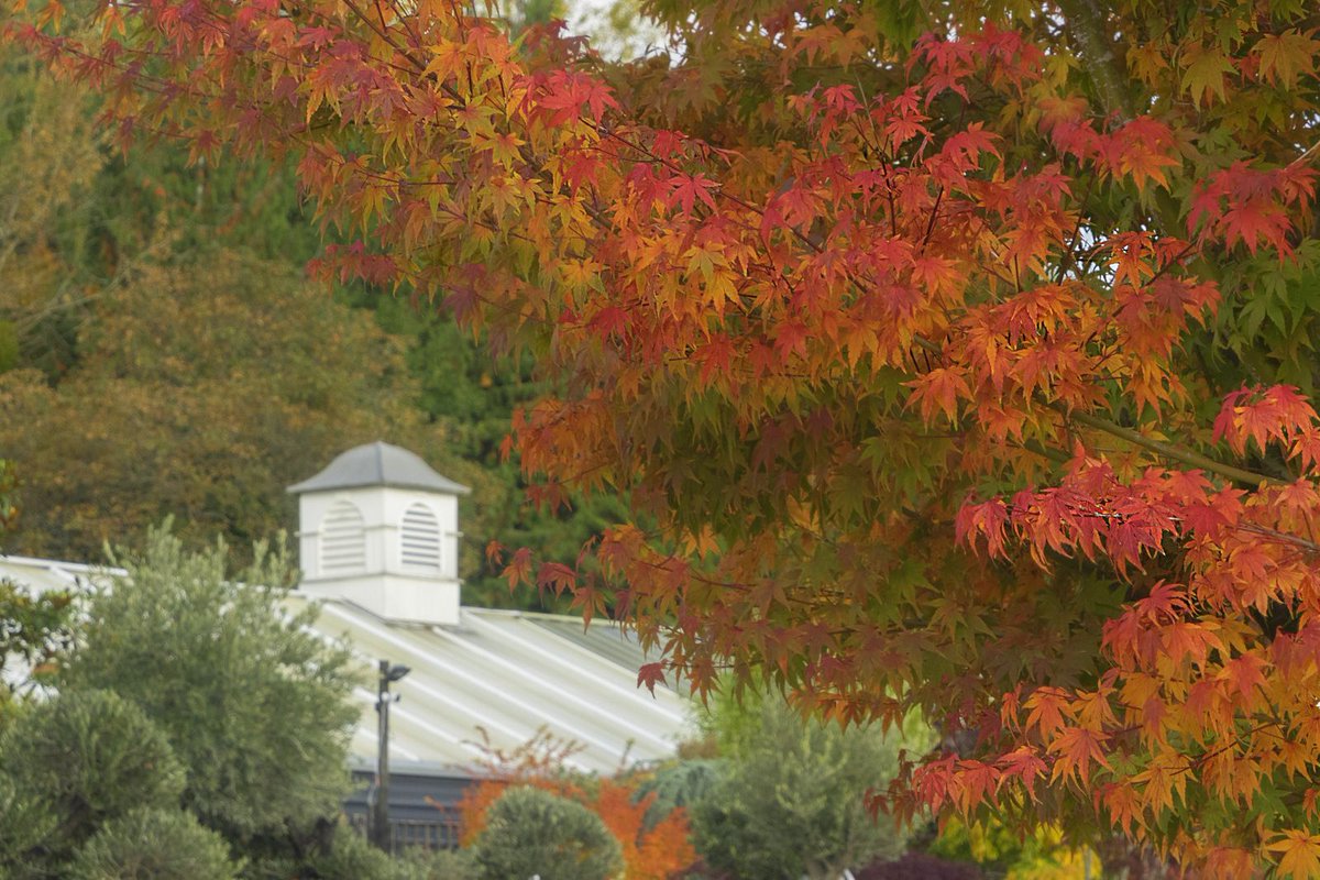 LeafCreativeUK's tweet photo. Acer palmatum 'Verde' framing our store. We love this time of year. π Do join us as we celebrate the Japanese maple with expert advice and lots of #autumncolour
#gloucestershire #forestofdean #leafcreative #plantnursery https://t.co/N6f6t7fjm8