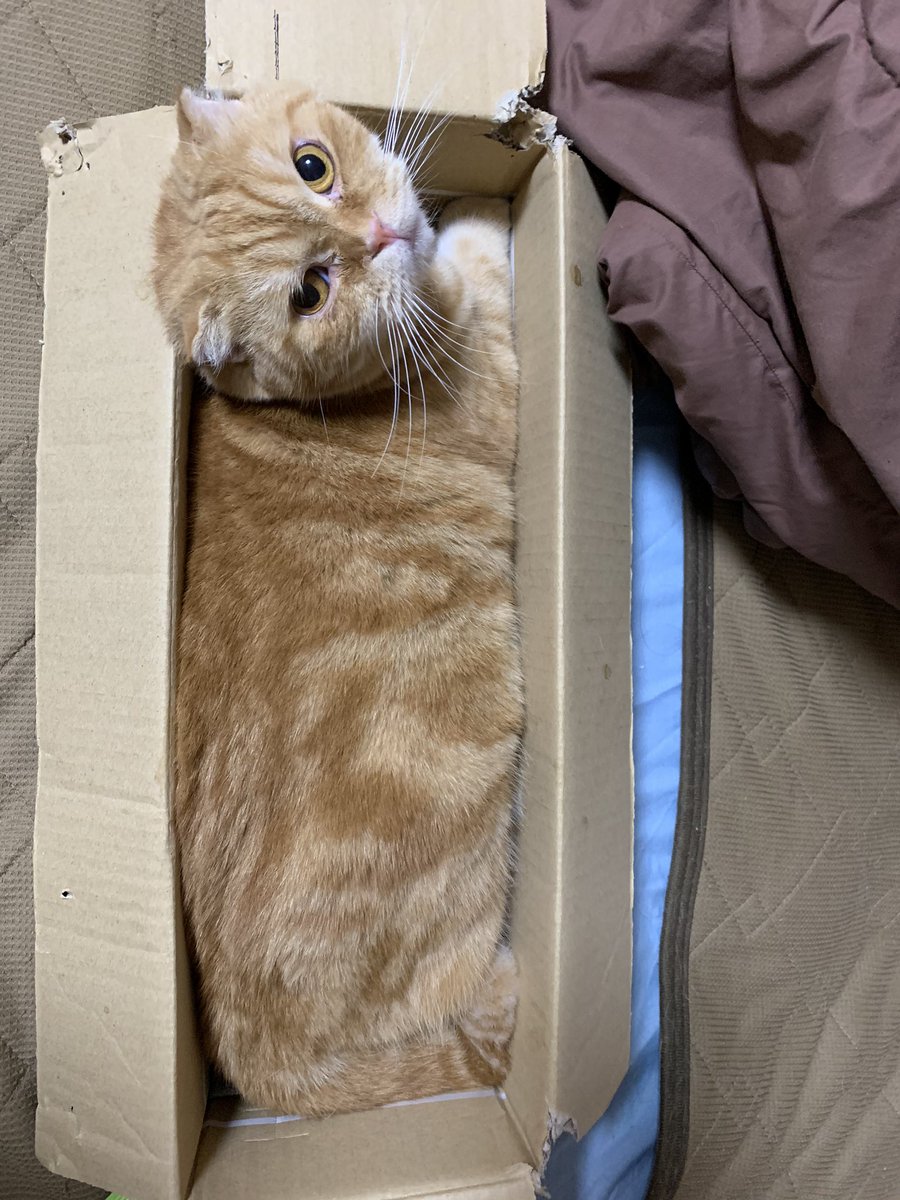 _transam's tweet image. 四角猫
#スコティッシュフォールド