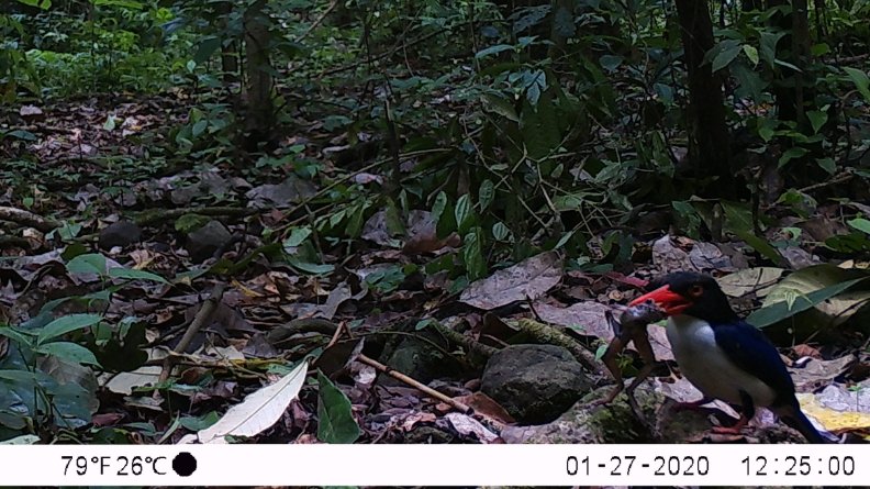 heiii.. its been a looong time since last time i updated this thread wakakak.. saatnya bayar hutang deh yathis is it.. rare camera trap frame showing White-rumped Kingfisher eating Dammerman's Wart Frog