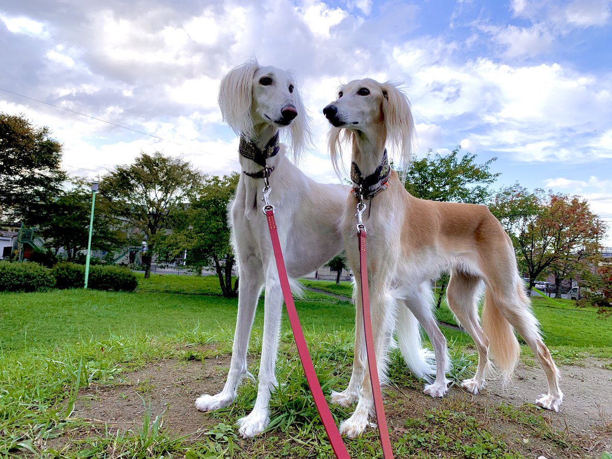 rapianchu's tweet image. 🐶サルーキ🐶

JUNON🐶 vivian🐶