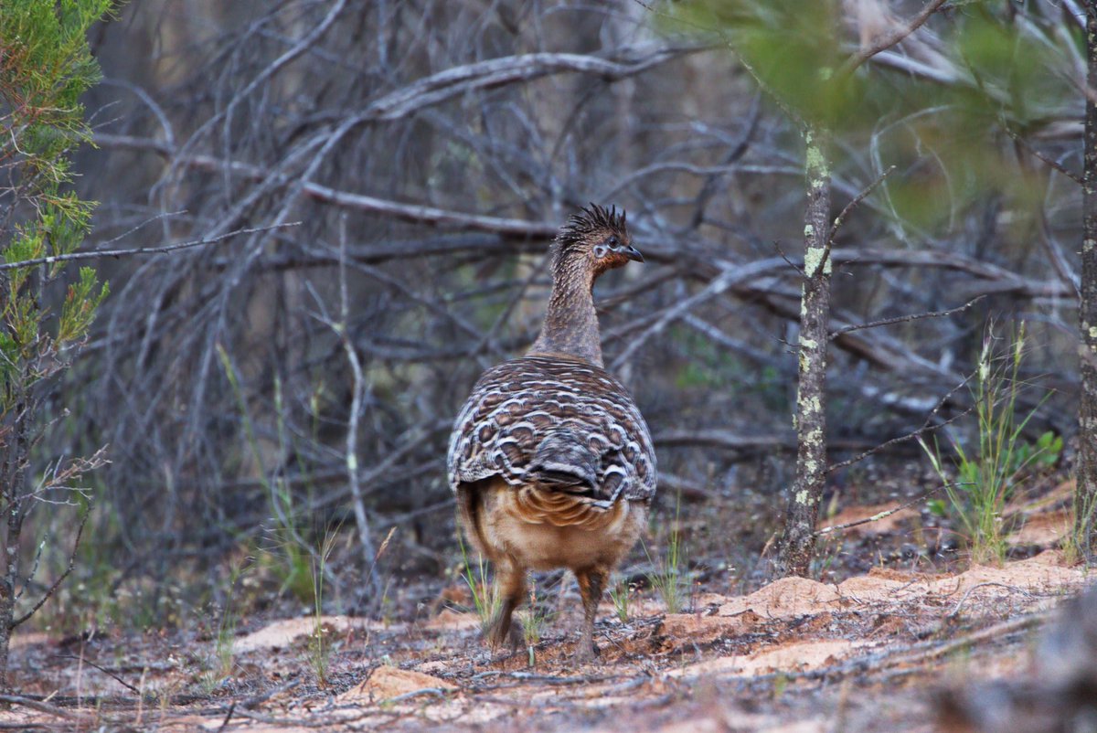 Any day is a great day when you find a #Malleefowl at sunrise on the way to surveys! This is only the second one I’ve seen, and the first that I’ve managed to get a photo of. They’re very elusive and surprisingly hard to re-find in the bush despite their large size.