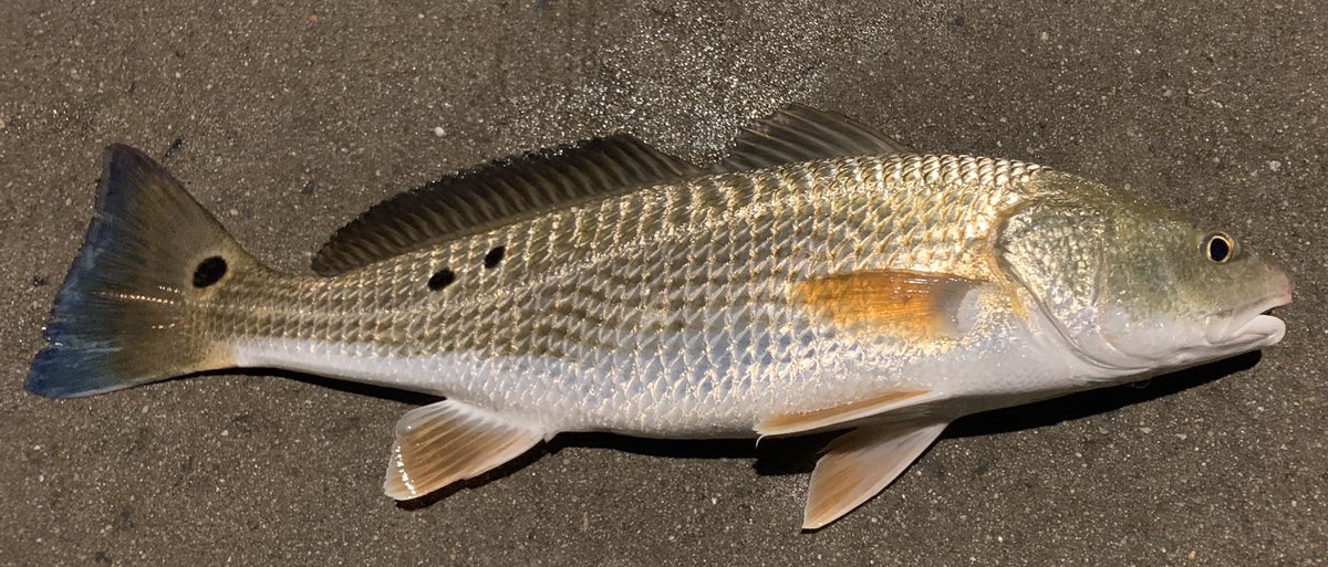 dcmccall_'s tweet photo. Caught this beautiful #redfish @ the Fairhope pier tonight with my dad. Released to grow big and old. Good times bonding with the pap :) #fishing https://t.co/IPqGAJ8mje