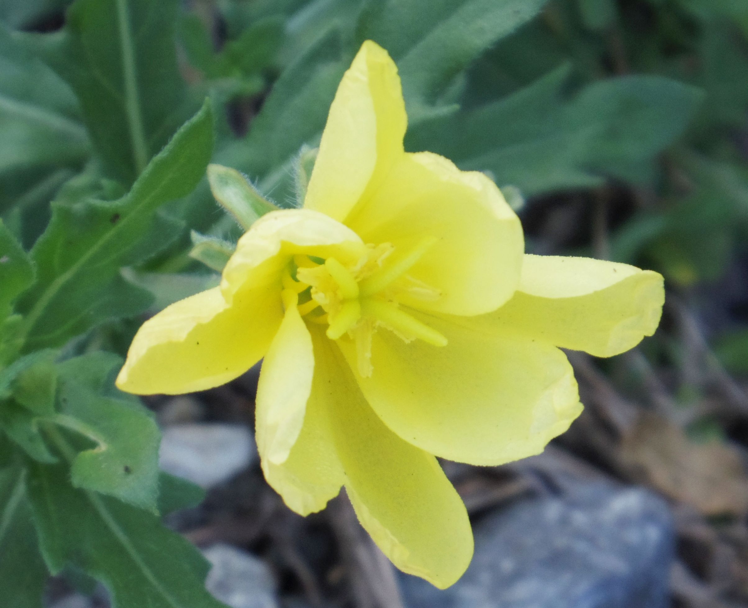 こころんグリーン うちの前の空き地に マツヨイグサの花が咲いています 優しい黄色の花が もう閉じようとしています 夜の間 開いていたのでそろそろ萎む時間です マツヨイグサ 黄色の花 初秋 初秋の花 山野草 野草 園芸 ガーデニング 熊本
