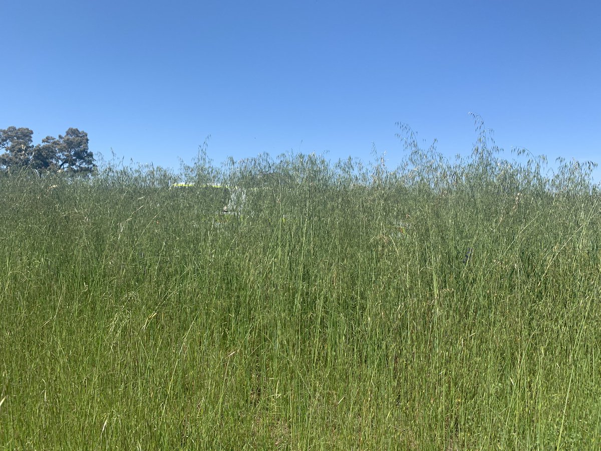 Can you see it? Here along the Olympic Hwy Travelling Stock Route at Yathella (Riverina) recent rain has resulted in great growth. This will prove to be problematic in the coming months. #NSWRFS #grassfire