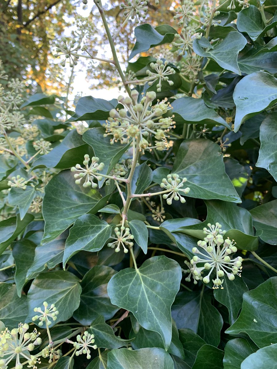 Autumnal finds on the school run #greenSheffield