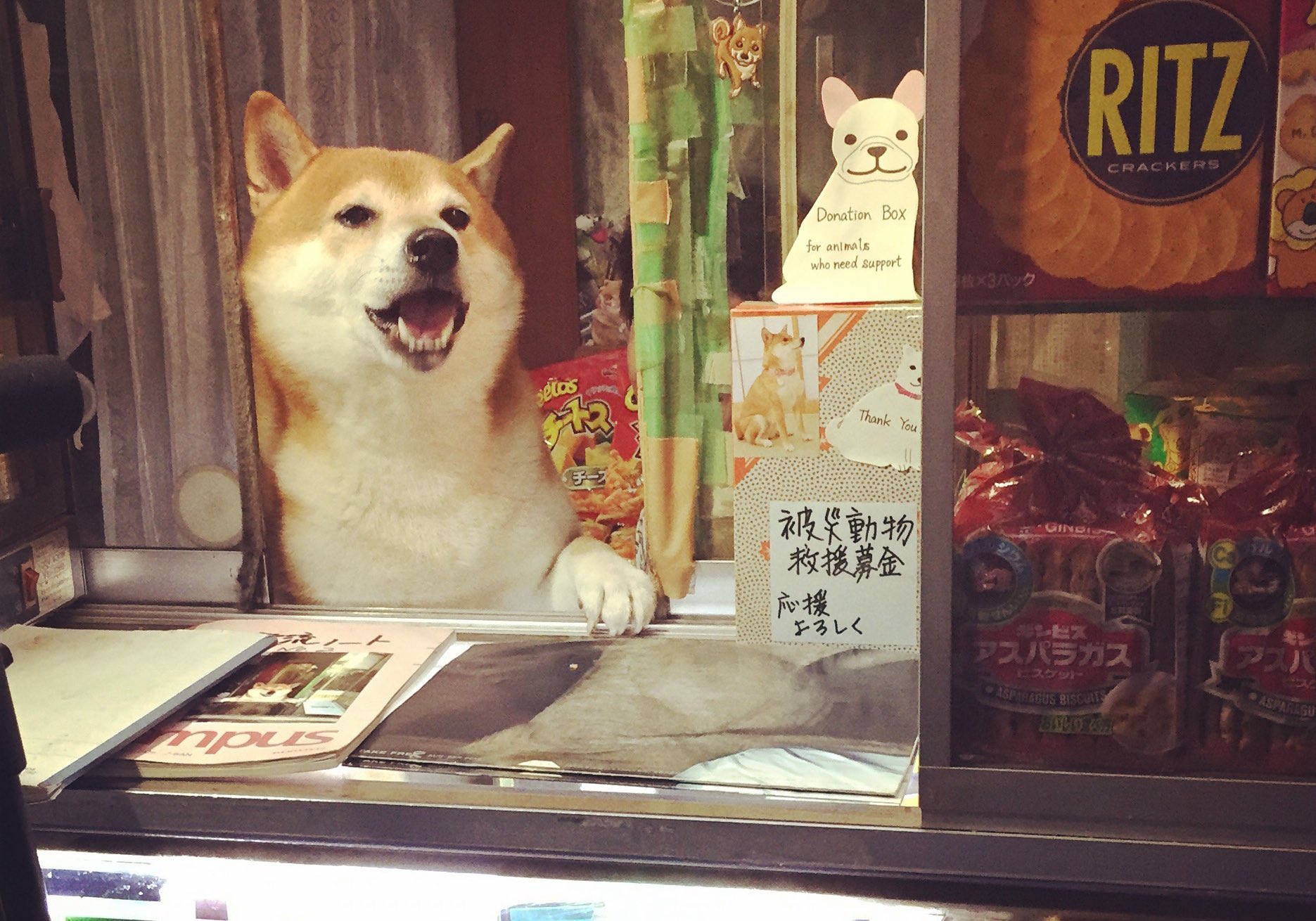 N K カメラロール整理してたら出てきた 東京の武蔵小金井駅にあったタバコ屋さんの看板犬 シバくん 友人が小金井に住んでたから たびたび前を通りかかったんだけど よくきゅうりかじってて可愛かったなぁw 5年前にタバコ屋閉店に伴い 普通の柴犬に N K カメラロール整理してたら出てきた 東京の武蔵小金井駅にあったタバコ屋さんの看板犬 シバくん 友人が小金井に住んでたから たびたび前を通りかかったんだけど よくきゅうりかじってて可愛かったなぁw 5年前にタバコ屋閉店に伴い 普通の柴犬に