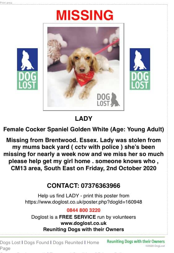 gelert01's tweet photo. #LADY #STOLEN 02/10/2020 #Brentwood #Essex #CM13 area Copied: 
 ‼️2 men jumped the fence &amp; grabbed her ‼️
I’ve had my dog stolen!! 2 year old ￼cocker ￼spaniel cream &amp; golden 

@MissingPetsGB @rosiedoc666 @rosieDoc2 @veryluckypugs @ChrstinaKelly @RachaelB100 @bs2510 https://t.co/h5WJhzHO88