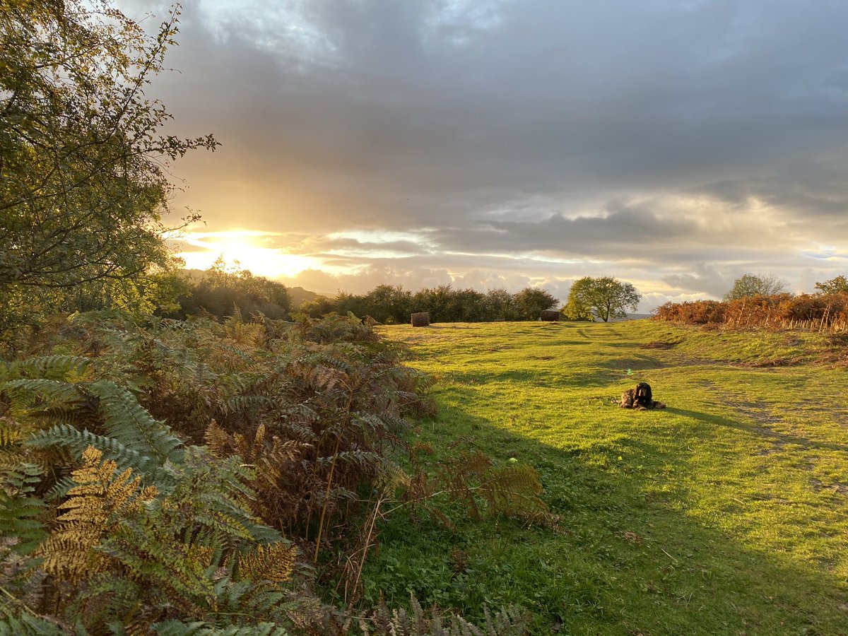 TheTempleBarInn's tweet photo. Beautiful evening walks last night with Bella the official pub dog! Weβre so lucky to live where we do π #ewyasharold #ewyasharoldcommon #countryside #cockerspaniel #showcocker https://t.co/AyPThTqTQt