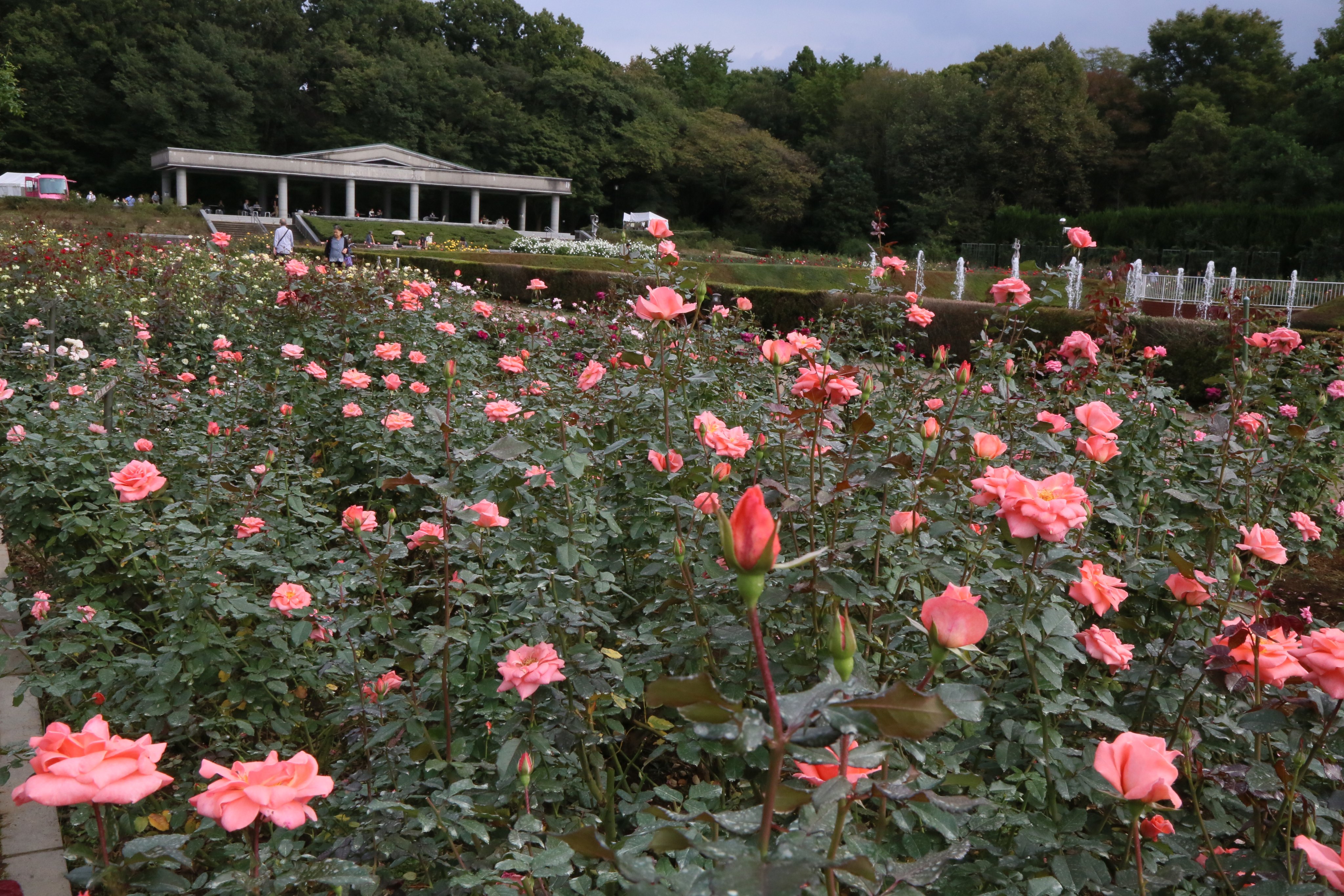 神代植物公園 ニュース スタッフより 広報係 本日午後のばら園 房咲きのフロリバンダ系のバラは 見頃 を迎えています 大輪一輪咲きのハイブリット ティー系のバラも漸く咲きだしました 今週末から来週にかけてばら園全体が見頃になりそうです