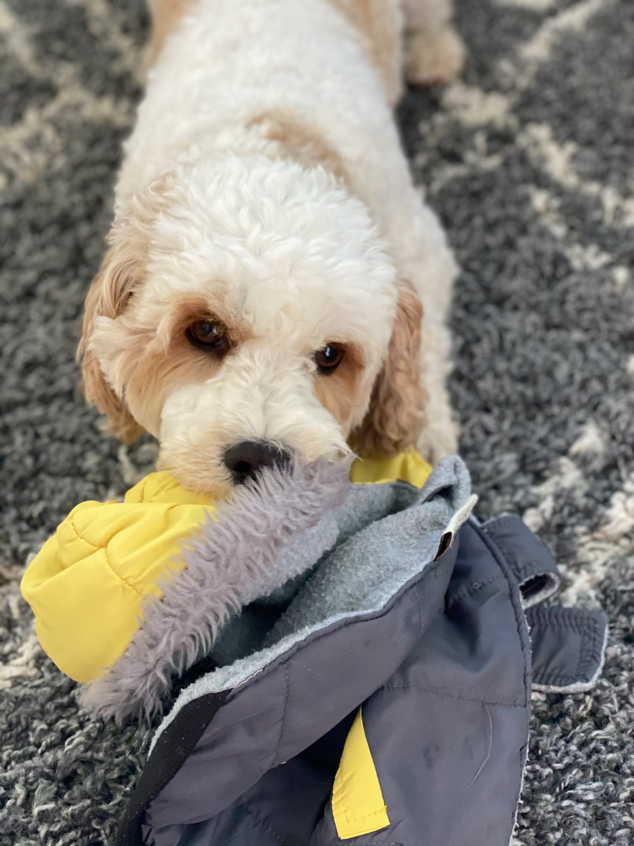 georgie_lloyd's tweet photo. It is coat weather here @_BARRYISLAND_ this morning ☔️. Olly has sorted out his winter wardrobe (which is better than mine) and is now running around with this choice. #dogdiva https://t.co/R5v5UDSJzk