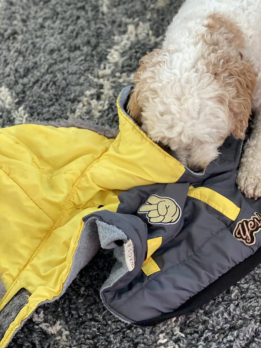 georgie_lloyd's tweet photo. It is coat weather here @_BARRYISLAND_ this morning ☔️. Olly has sorted out his winter wardrobe (which is better than mine) and is now running around with this choice. #dogdiva https://t.co/R5v5UDSJzk