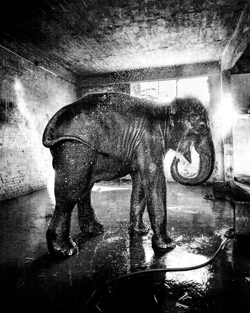 From wherever you are in the world, join us for the biggest event in the Wildlife Photographer of the Year calendar at 20:00pm (BST) this evening: bit.ly/2GQYwr6

<a href="/NHM_London/">Natural History Museum</a>
<a href="/NHM_WPY/">Wildlife Photographer of the Year</a>
 
(#ThroughYourLeica: Emily Garthwaite)