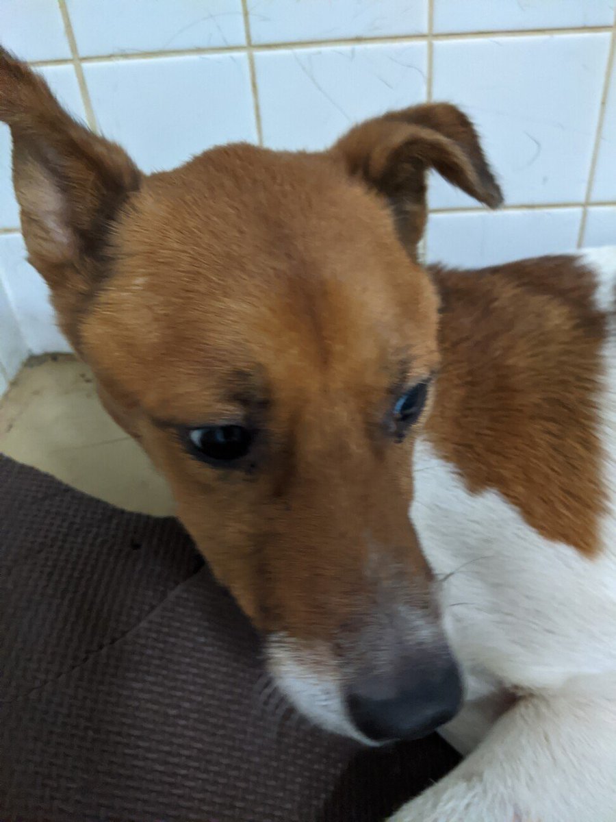 犬の里親募集