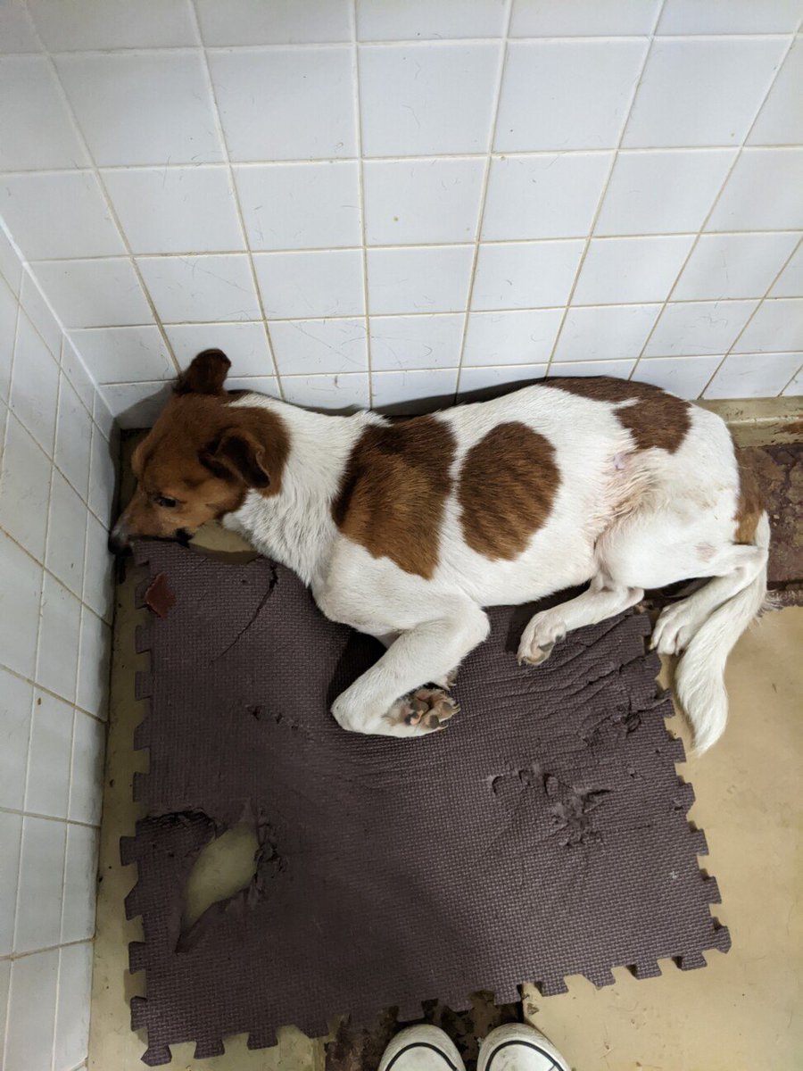 犬の里親募集
