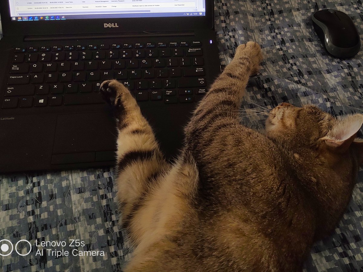 The_CatTOM's tweet photo. #CatTOM #noworktoday #petme 🤪😜😘😍🥰💤💤 https://t.co/7leetJYFXt