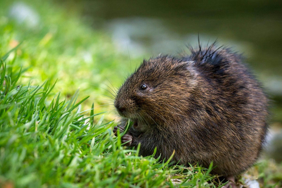 The results are in & sadly it's not good news - our September Water Vole surveys found only one extant population in the far south (upland) part of the County, meaning that the species appears to be on the verge of extinction in the area. #MammalsAtRisk 📷Helen Haden