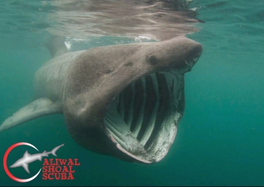 ScubaShaol's tweet photo. Endangered Sharks🦈🦈🦈

Sharks are now closer to extinction than feared:

Sharks have lorded over the world's oceans for some 400 million years, playing a critical role in global food chains. 

#aliwalshoalscubaCares @EedenMarketing #SaveOurSharks https://t.co/jc8JwnW9zx
