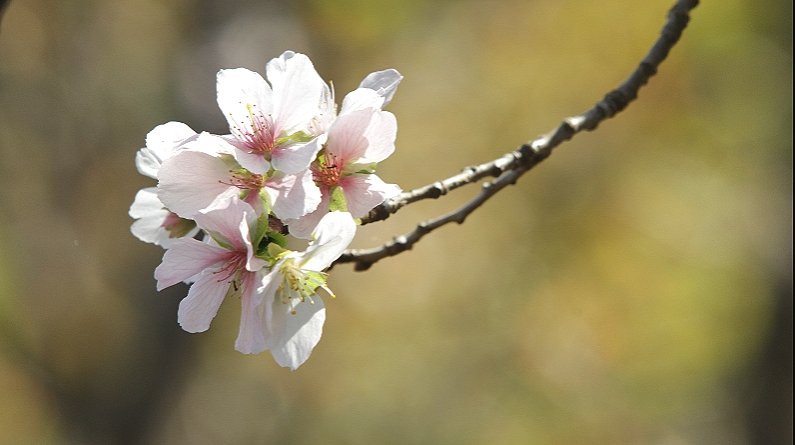 0311Kikunosuke's tweet photo. #十月桜
#EOS_photo
#COOLPIS_photo
#Xperia_photo https://t.co/3lb7oFDboW