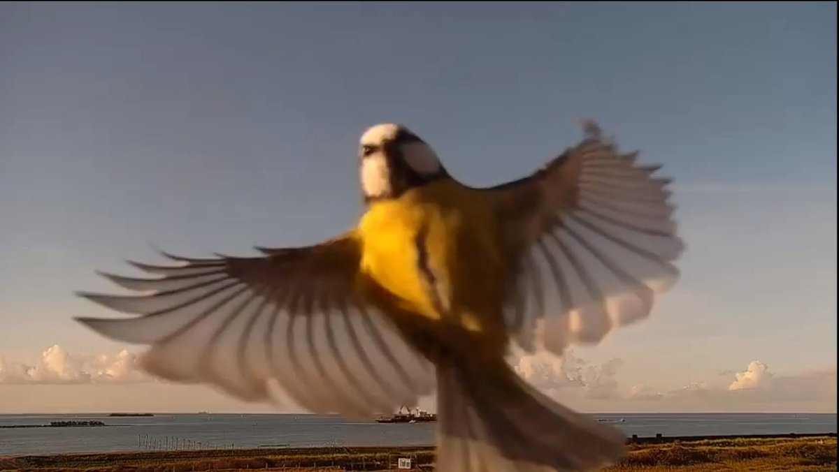 tunnelandrew's tweet photo. PIP, DU ER PÅ!
Vores kamera, der livestreamer fra byggeriet af #Femern-tunnelen ved Rødbyhavn, fangede her til formiddag en af de lokale 'beboere' i flyvende stil 😆
Følg med i byggeriet her: https://t.co/49sPTMdwkV https://t.co/uRCa8WMobo