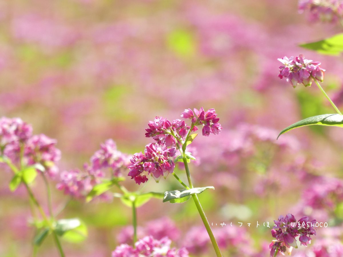 赤蕎麦の花 赤蕎麦の花