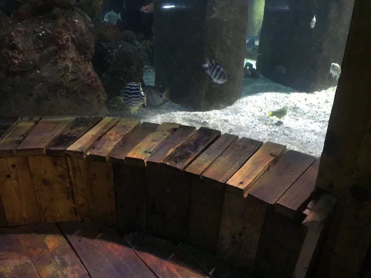 Every scrap of wood we come across at Hastings Aquarium is stored, sanded, varnished and returned to the Aquarium as signage, flooring, frames and decoration. #zerowaste #sustainability #ecofriendly #recycle #sustainablesussex