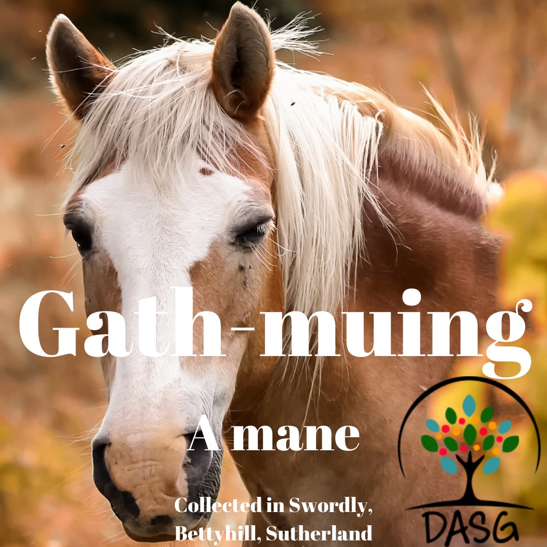 DASG_Glaschu's tweet photo. https://t.co/3d5b26iRsC
#Gàidhlig #Gaelic #DASG #archive #tasglann #UofG #Archivist #ScotlandsSounds #DigitalArchive #IsMiseGàidhlig
#gathmuing #muing #mane #each #eich #horses
#Suardailigh #Swordly #AmBlàranOdhar #Bettyhill #DùthaichMhicAoidh #MacKayCountry #Cataibh #Sutherland https://t.co/g3H79jITt6