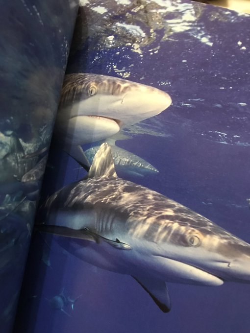 サメ好きのtwitterイラスト検索結果 古い順