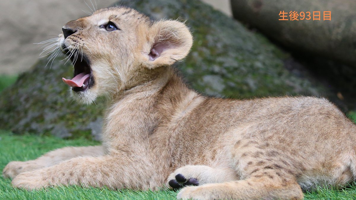 fuji_safari1980's tweet photo. ＼ライオンの赤ちゃん、生後3か月！／

7月13日生まれの赤ちゃん。スクスク成長し、今日で生後3か月を迎えました！生まれ時、1kgだった体重は12kgに！ミルクだけだったのが、お肉も･･･🍗
左上）10日目
右上）32日目
左下）61日目
右下）93日目・本日

#富士サファリパーク
https://t.co/sZ1ncpfOQG https://t.co/uLEkCGZxe7