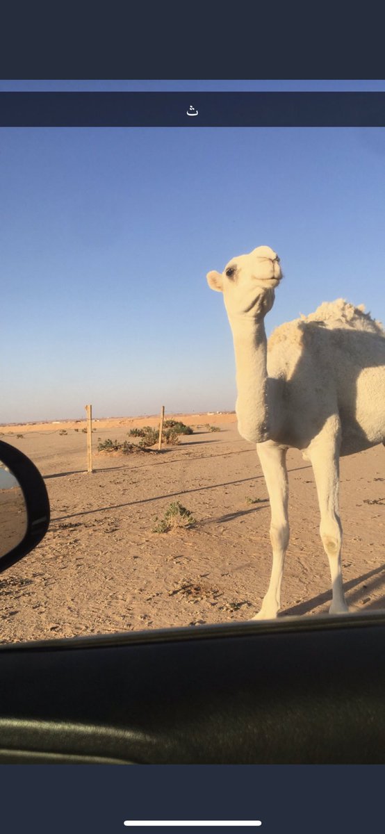 حراج كل شي tweet media