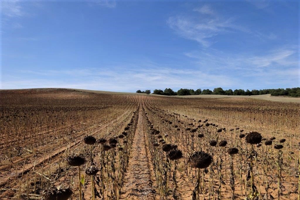 AegOrg's tweet photo. La semana pasada se cosechó el ensayo de respuesta al abonado con boro en el Centro de Investigación Agroforestal ¨Albadalejito¨en Cuenca.

Colaboran IRIAF y @YaraIberian dentro de la Plataforma de Abonado con Boro que AEG realiza a nivel nacional. https://t.co/jxrDiov4w8