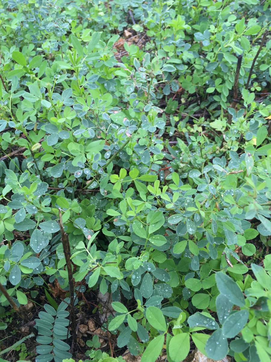 Vert l'avenir tweet media