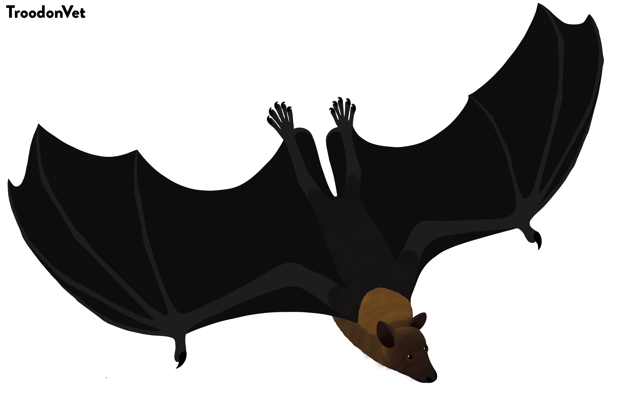 Fruit Bat Black And White Clipart