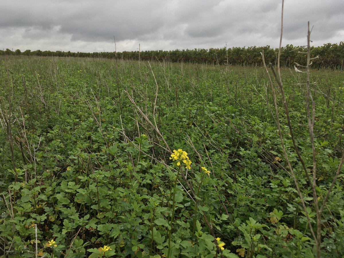 vert_lavenir's tweet photo. 40 ha de jachères mellifères semées en 2 ans à Mosnac et Saint Simeux en Charente. Apiviti et ⁦@Landrea70818134⁩ https://t.co/WEW7GYlX61