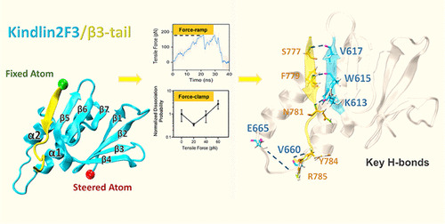 JCIM_JCTC's tweet photo. Prediction of Catch-Slip Bond Transition of #Kindlin2/β3 Integrin via Steered Molecular #Dynamics Simulation 
https://t.co/pUjfauImxQ 
#ASAP https://t.co/untZyeOHEt