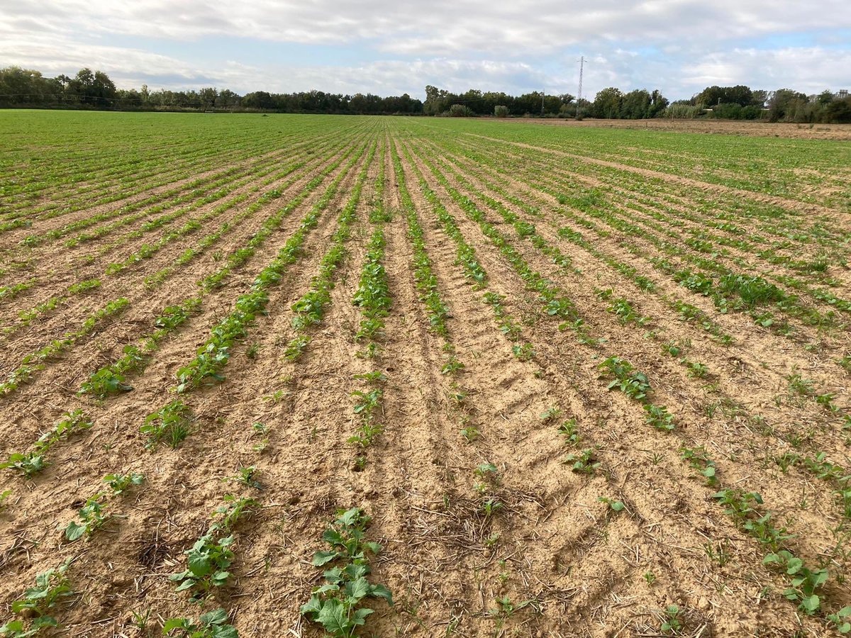 AGROSALVI's tweet photo. Una #colza sembrada el 21/09/20 amb sembradora monogra a 50x5 cm... aquí tenim ara unes 37 plantes/m2. Ho considerem una molt bona naixença i una gran implantació. #RiudellotsdelaSelva #campsperseguir2021 https://t.co/rQIqF6ciZ4