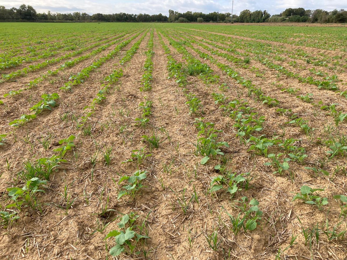 AGROSALVI's tweet photo. Una #colza sembrada el 21/09/20 amb sembradora monogra a 50x5 cm... aquí tenim ara unes 37 plantes/m2. Ho considerem una molt bona naixença i una gran implantació. #RiudellotsdelaSelva #campsperseguir2021 https://t.co/rQIqF6ciZ4