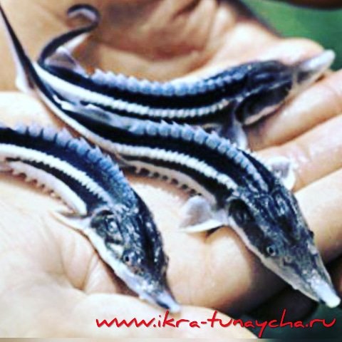 Сибирский осетр занесен в Красные книги России и Югры и находится под угрозой исчезновения.
Благодаря реализации  нацпроекта «Экология» появился шанс на сохранение вида.
facebook.com/14371117498975…
 
#krasnaya_ikra_moscow #икра #морепродукты #качественныйтовар #живаяприрода