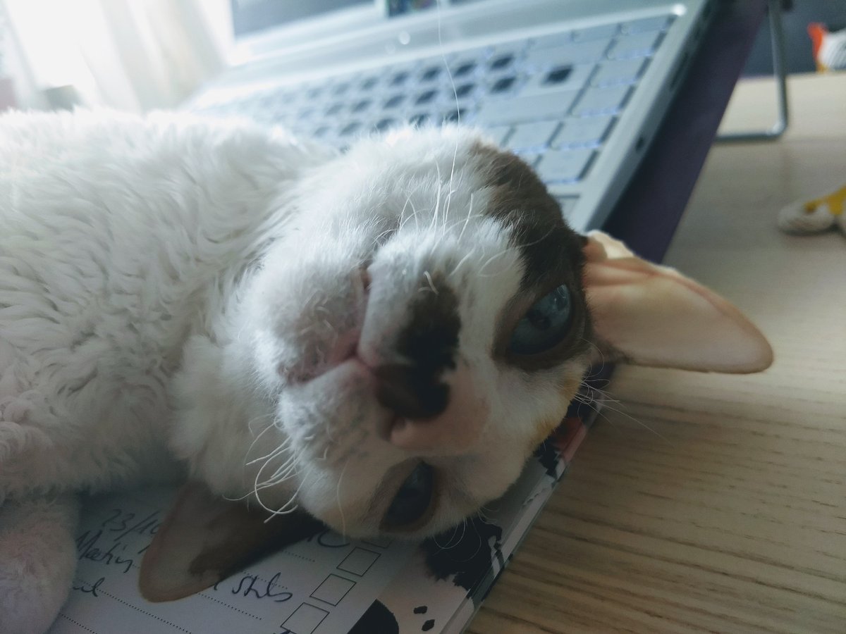 martpalau's tweet photo. My cat has decided this is the best way to help me with my work. Who am I to disagree with her? 🤷🏽♀️ #teleworking #telework #StayHome #Belgium #catlife #CatsOfTwitter #catworking https://t.co/CzXMyxaD9S