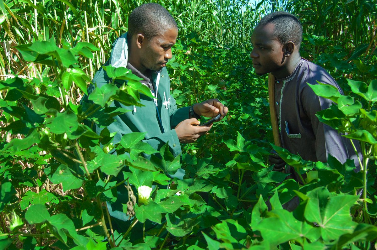 CropitExt's tweet image. Who would have thought smartphone will be relevant in Agriculture in 2020? Well...say hello to our extension agent using our application to work with cotton farmers in Kano

#AgribusinessTalk254 #agribusinessweekend