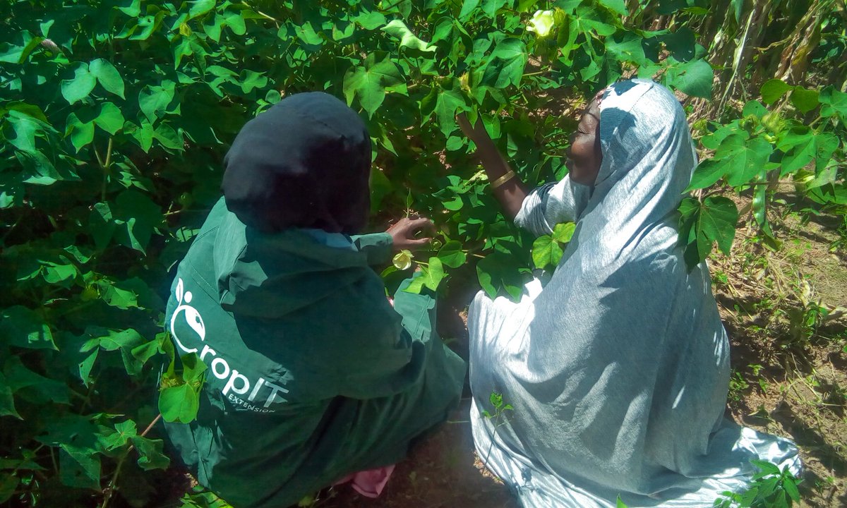 CropitExt's tweet image. What have you heard about #womeninag on a cotton farm? @femiroyale @MBuhari