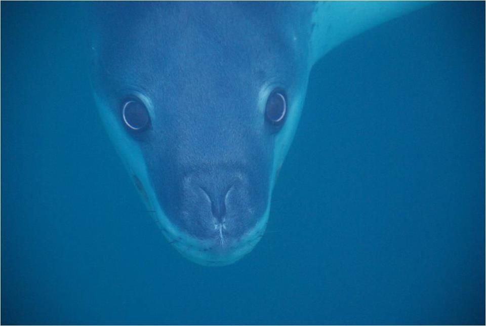 DarkTalesBlog's tweet image. While the only confirmed fatal attack came in 2003, predatory attacks on explorers and researchers by leopard seals in Antarctica have been recorded since Shackleton's 1914 expedition darktales.blog/2020/10/13/200…