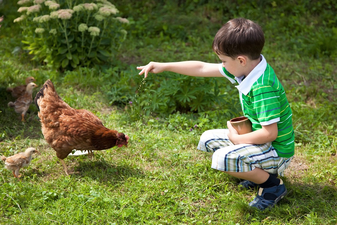 Картина дети кормят курицу и цыплят. Мальчик с курицей. Мальчик кормит курочек. Мальчик кормит куриц. Девочка кормит цыплят.