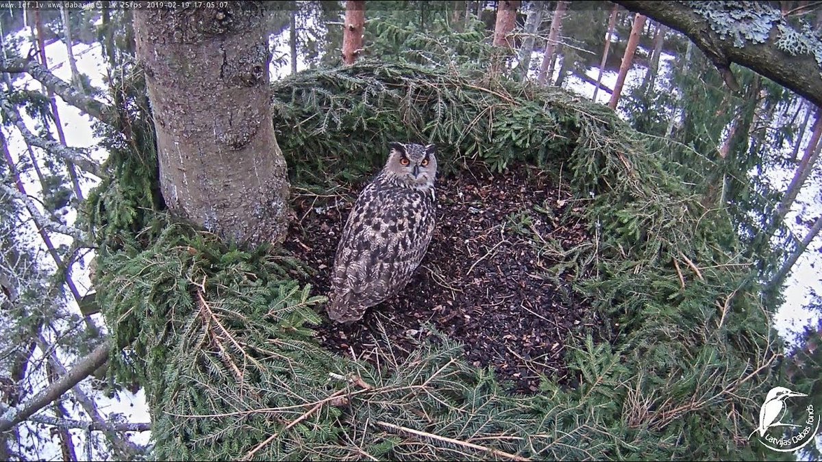 9. This time, we should not wait to prove that the eagle-owl is native: the onus of proof is on the doubters. The last proven fossilized bone is 10,000 years old. 8200 years ago, Britain became an island. Unless the owls politely left on cue before this, the eagle-owl is native.