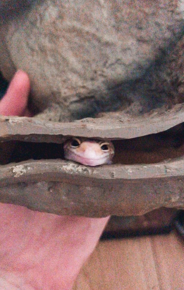 CraftyPinata's tweet image. Not the best quality pic BUT LOOK AT THE SQUISHY BOI. Idk what he was doing there but he looks happy. 🤷‍♀️