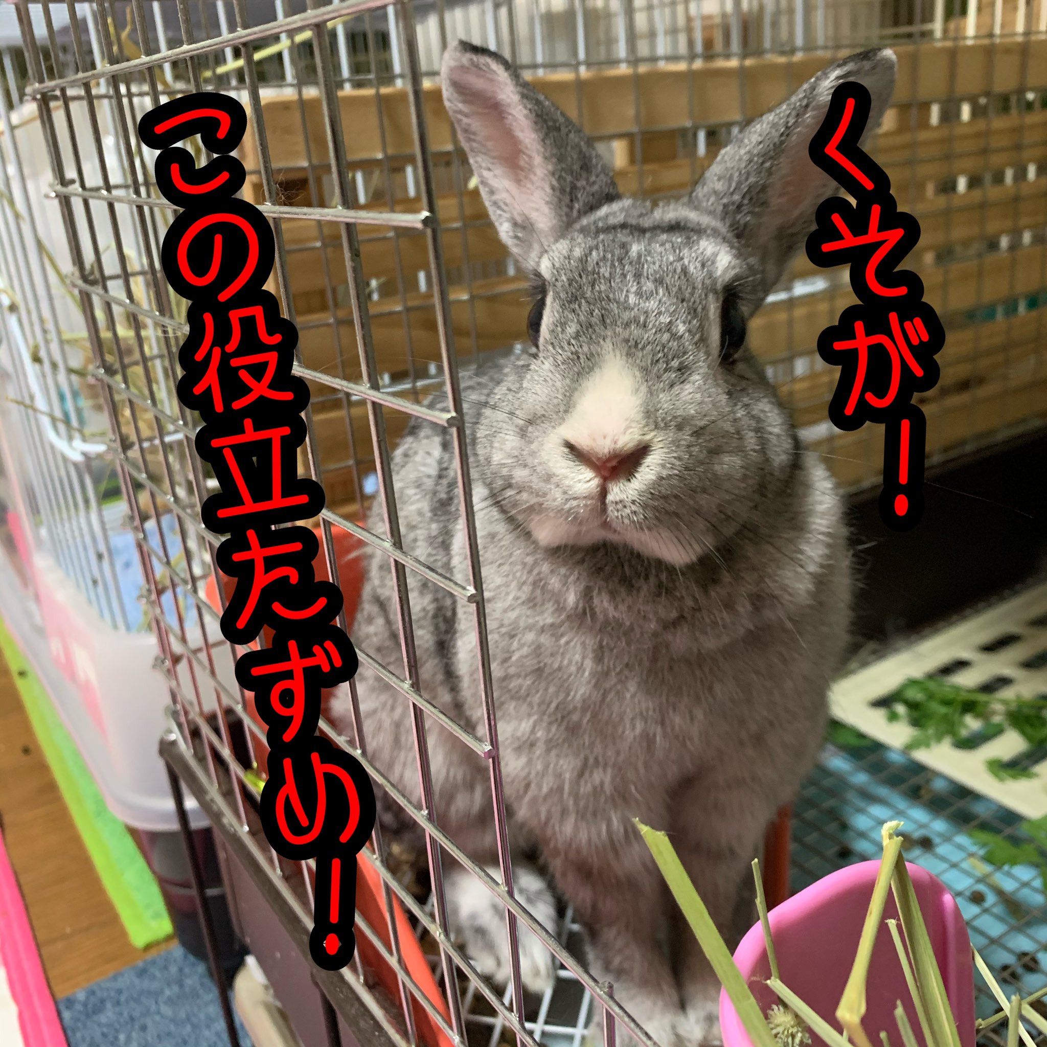 里親募集 うさぎ Twitter Search Twitter