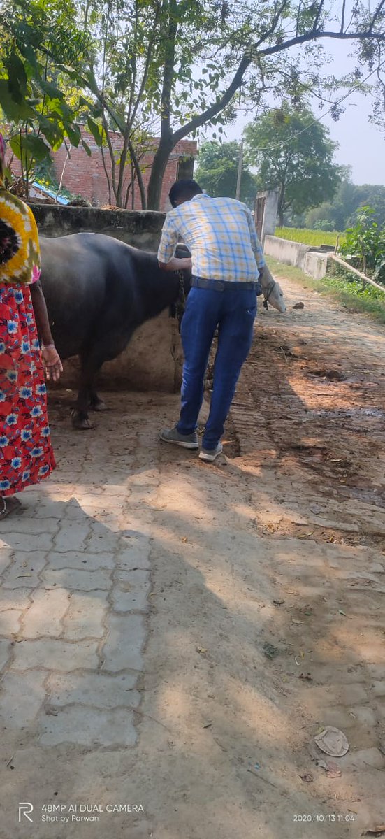 BmmuMall's tweet photo. माल ब्लाक की विभिन्न ग्राम पंचायतों में फार्म आजीविका सखियों द्वारा नियमित रूप से वृहद स्तर पर पशुपालन विभाग द्वारा समन्वय स्थापित करके पशुओं का टीकाकरण करवाया जा रहा है। @NrlmL @Prerna_UPSRLM https://t.co/2RniePzhrE