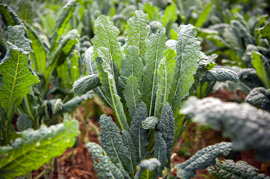 Sales did stop rising a couple of years ago, but oversupply may be part of the explanation, too. The acres of kale harvested in the U.S. jumped massively:2012: 6,2562017: 15,235  http://trib.al/4iwpnC2 