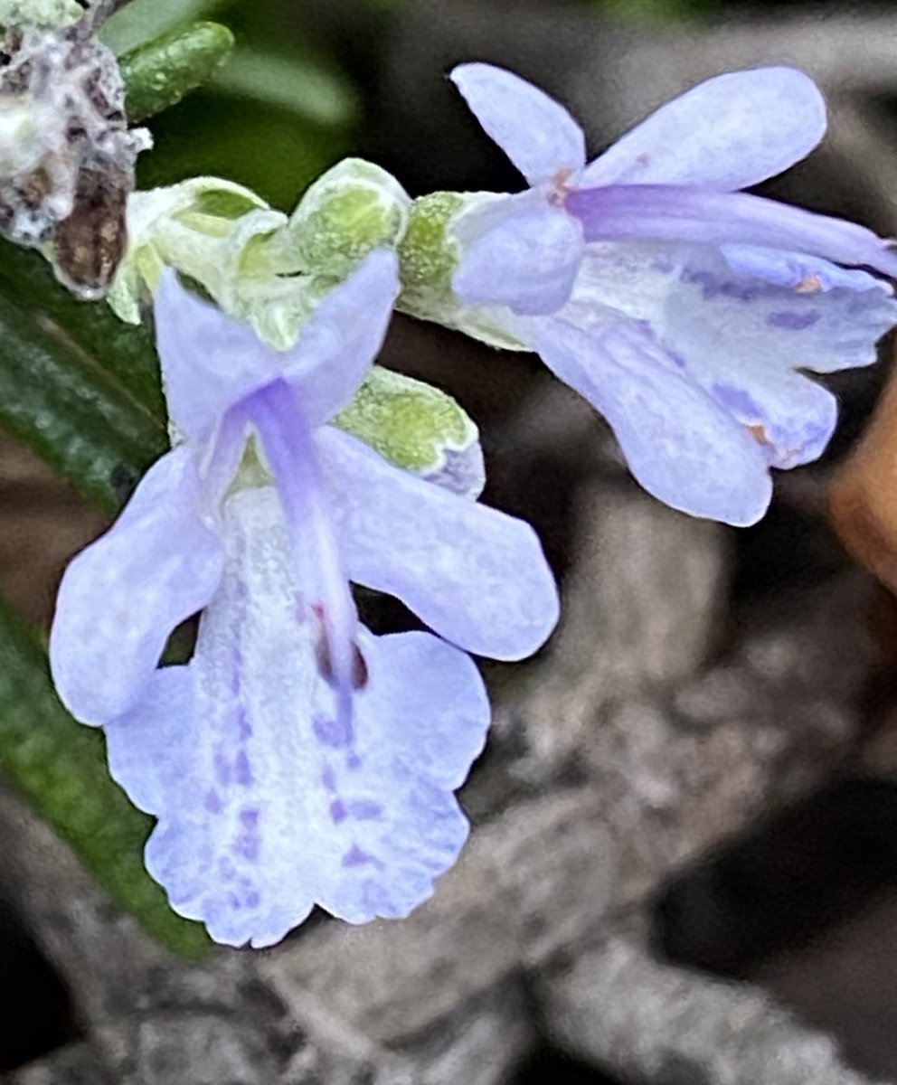 薄紫色の花